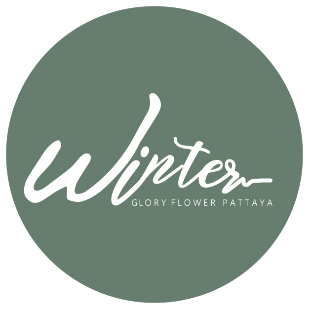 Wintergloryflowerpattaya